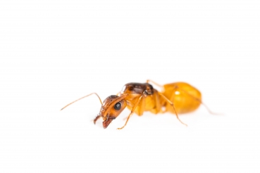 Camponotus fedtschenkoi/ turkestanus